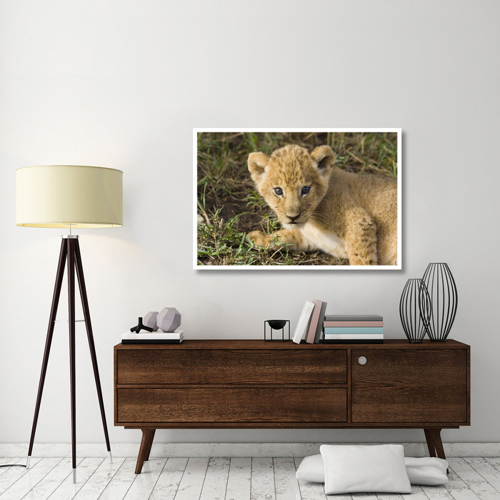 "African Lion 5 week old cub, vulnerable, Masai Mara Reserve" Paper Art, 50"x34"