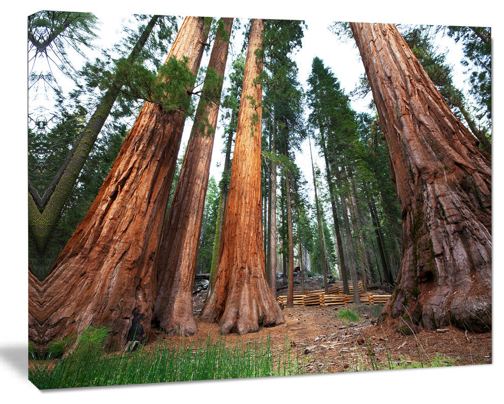 Three Large Sequoya Trees, African Landscape Canvas Art Print, 40"x30"