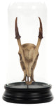 Deer Skull Statue With Cover