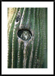 Ferruginous Pygmy Owl In Saguaro Cactus, Altar Valley, Arizona, 26"x36"