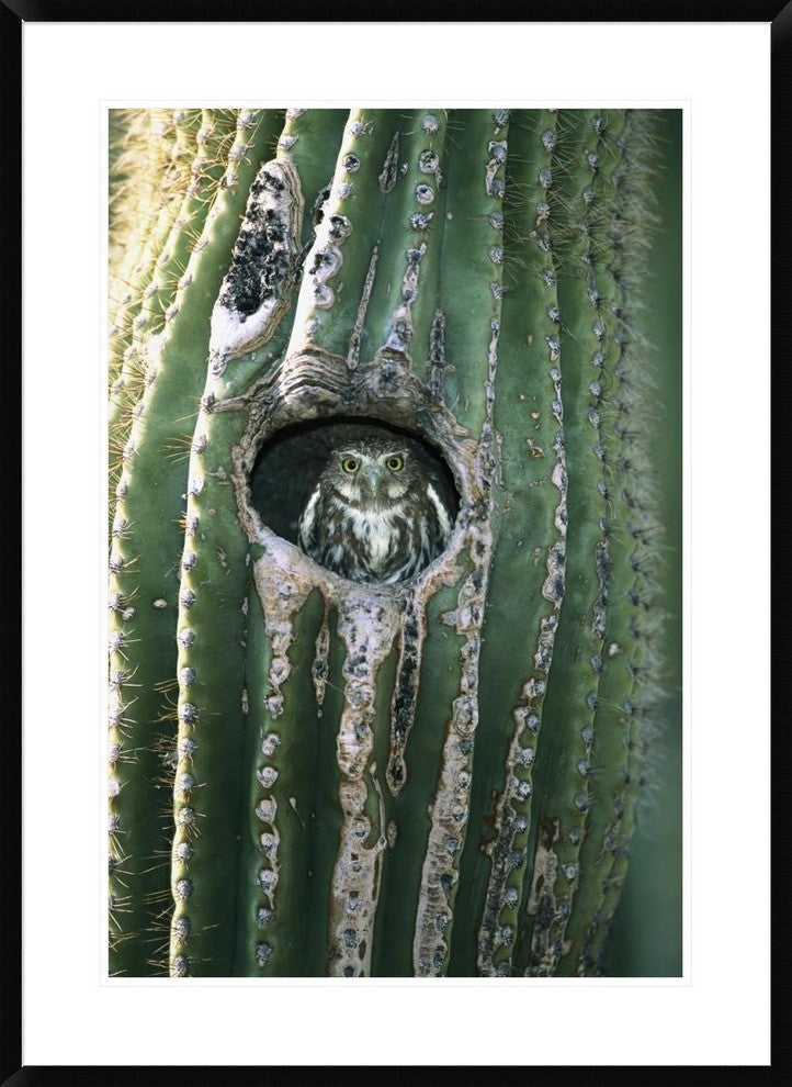 Ferruginous Pygmy Owl In Saguaro Cactus, Altar Valley, Arizona, 26"x36"