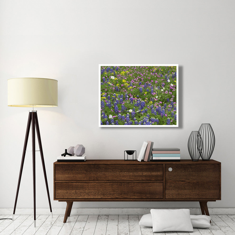 "Sand Bluebonnet flowers, Hill Country, Texas" Print by Tim Fitzharris, 42"x32"