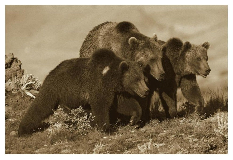 "Grizzly Bear mother with 1 year old cubs, North America" Paper Art, 38"x26"