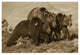 "Grizzly Bear mother with 1 year old cubs, North America" Paper Art, 38"x26"