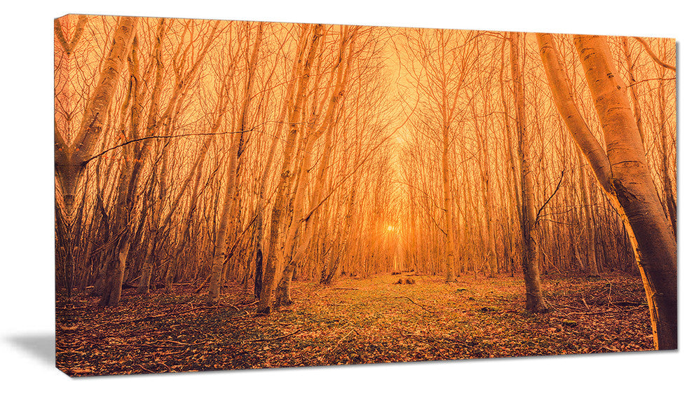 "Sunrise in a Forest With Tall Trees" Landscape Canvas Photo Print, 32"x16"