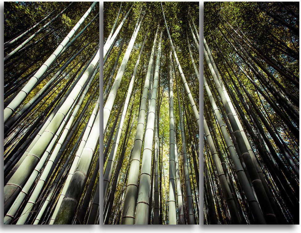"Long Bamboos in Bamboo Forest" Forest Metal Wall Art, 3 Panels, 36"x28"
