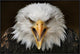 "Fierce" Framed Canvas Giclee by Jimmy Hoffman, 37x25"