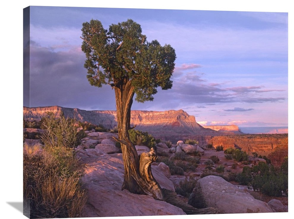 "Single-Leaf Pinyon Pine, Grand Canyon National Park, Arizona" Artwork