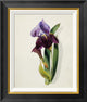 "A Flag Iris" Framed Canvas Giclee by Thomas Holland, 19x22"