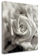 "Florison - 30" By Alan Blaustein, Giclee Print on Gallery Wrap Canvas