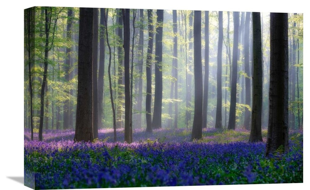 "Bluebells" Stretched Canvas Giclee by Adrian Popan, 22x15"