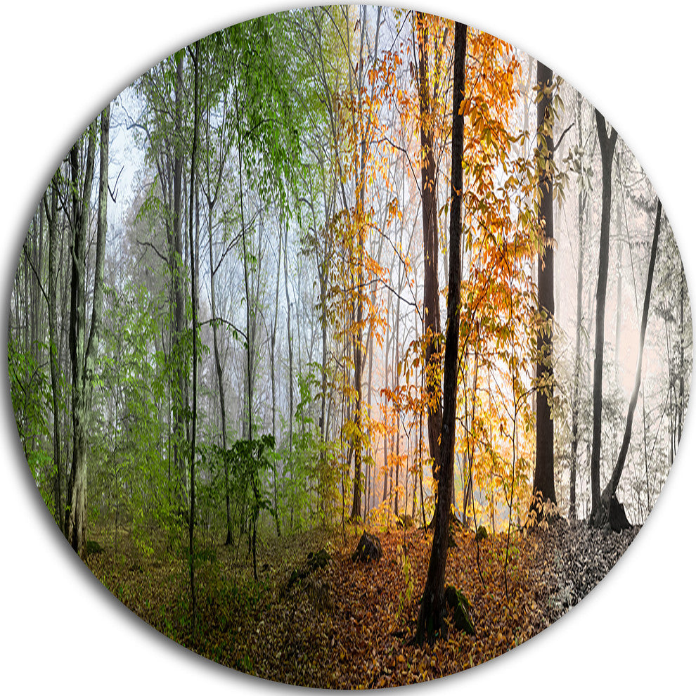Morning Forest Panorama, Landscape Photo Round Metal Wall Art, 11"