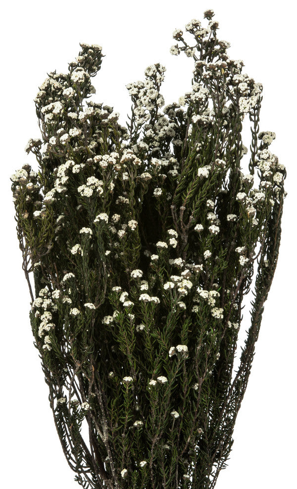 Vickerman 12-22" Natural Phylica Bundle, Preserved