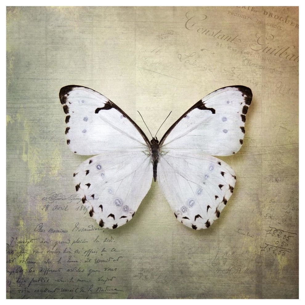 "French Butterfly II" Digital Paper Print by Debra Van Swearingen, 32"x32"