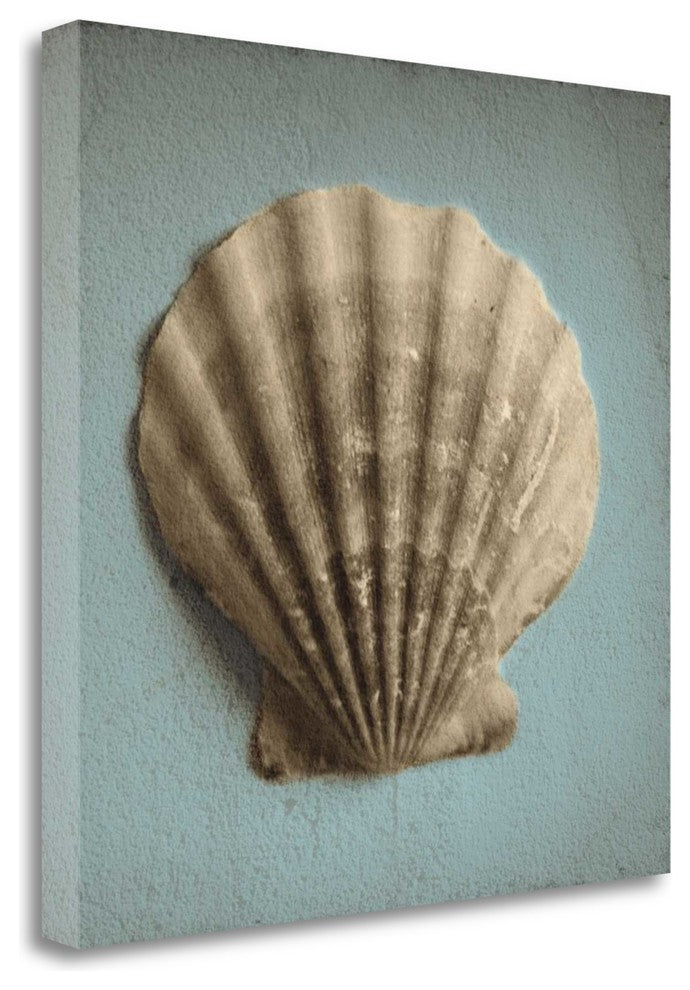 "Seashell Study II" By Heather Jacks, Giclee Print on Gallery Wrap Canvas