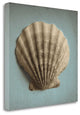 "Seashell Study II" By Heather Jacks, Giclee Print on Gallery Wrap Canvas