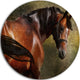 The Thoroughbred, Animal Photography Large Disc Metal Wall Art, 36"