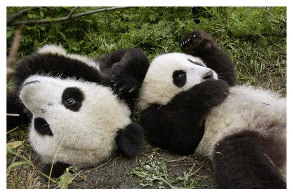 "Pair of young pandas playing, Wolong Nature Reserve, China" Paper Art, 38"x26"