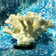 Bleached Coral Table Decor