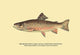 The Brook Trout (Showing Brilliant or Breeding Season Coloration)