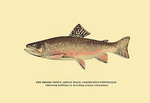 The Brook Trout (Showing Brilliant or Breeding Season Coloration)