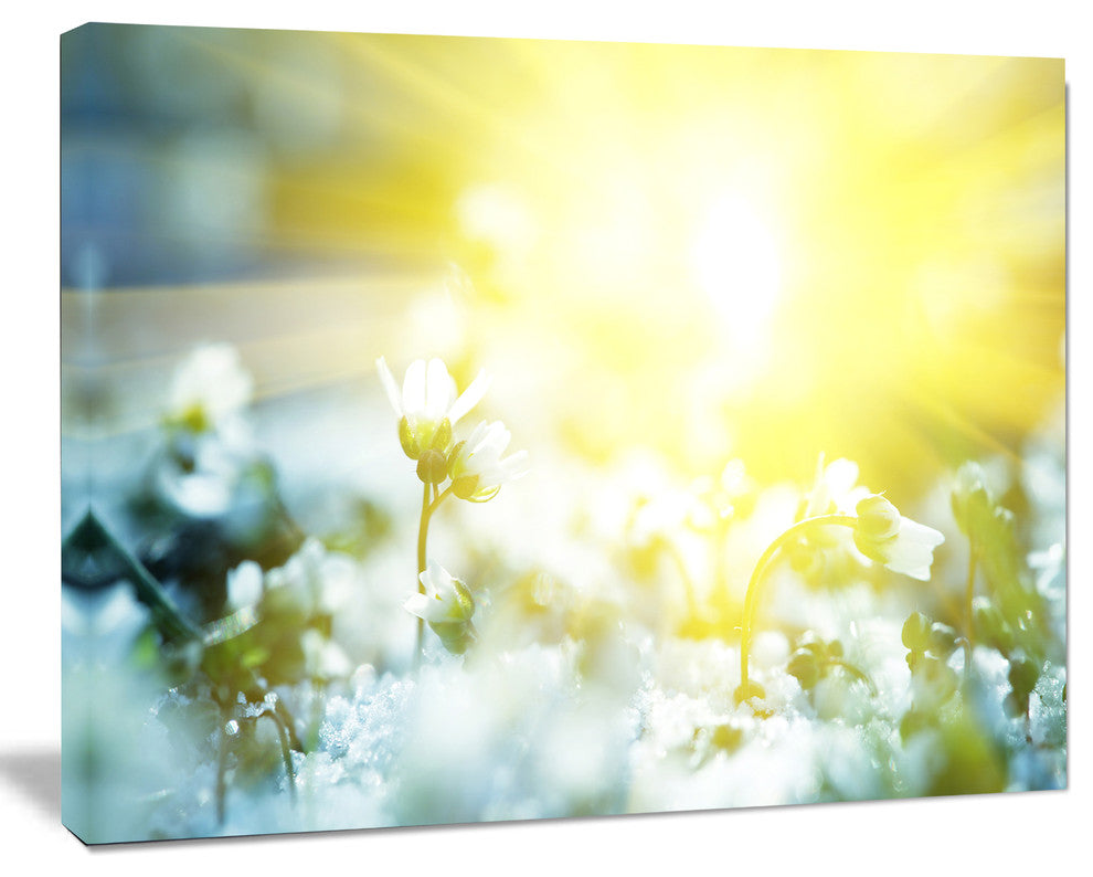 Beautiful White Flowers At Sunrise, Large Flower Canvas Wall Art, 40"x30"