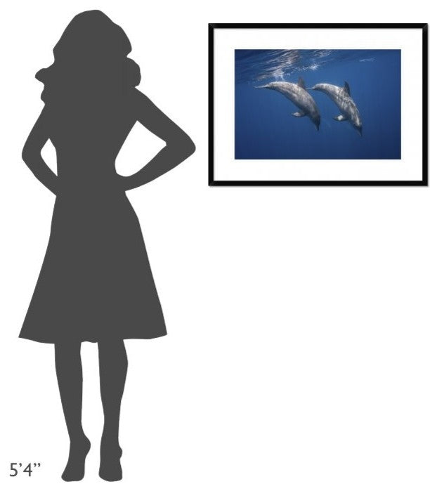 "Two Bottlenose Dolphins" Framed Digital Print by Barathieu Gabriel, 32x24"