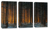 Yellow Sunlight in Dark Forest, 3-Panel Canvas Print Wall Art, 48"x32"