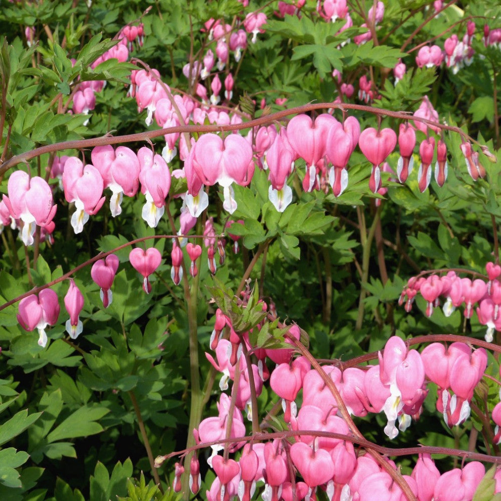 Old Fashioned Bleeding Hearts (Pink)- 2 Bare Roots
