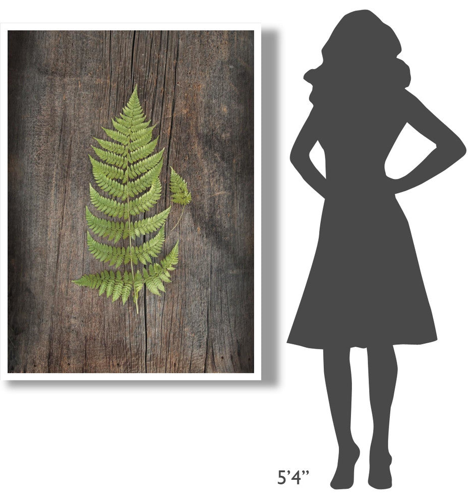 "Woodland Fern IV" Digital Paper Print by Sue Schlabach, 38"x50"