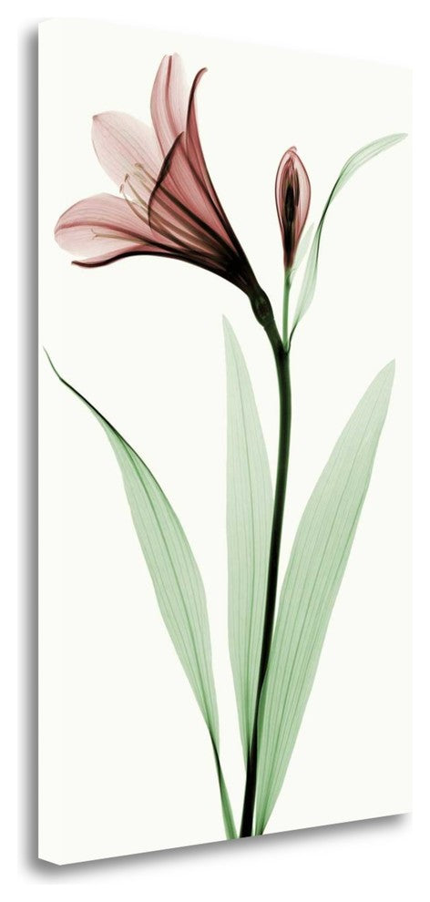 "Lily I" By Robert Coop, Giclee Print on Gallery Wrap Canvas, Ready to Hang