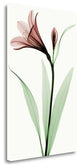 "Lily I" By Robert Coop, Giclee Print on Gallery Wrap Canvas, Ready to Hang