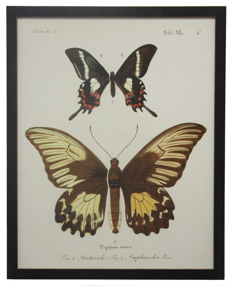 Double Butterfly Tab Xl, Copper and Black Flat Moulding