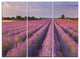 "Lavender Flower Rows in France" Metal Wall Art, 3 Panels, 36"x28"