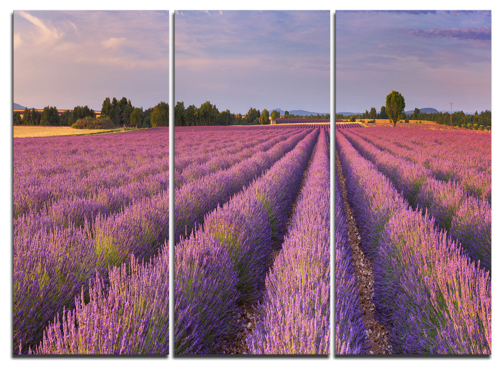 "Lavender Flower Rows in France" Metal Wall Art, 3 Panels, 36"x28"