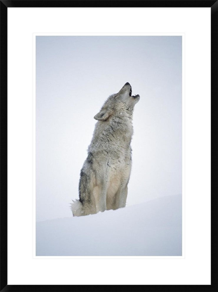 Timber Wolf Portrait, Howling In Snow, North America, 22"x30"