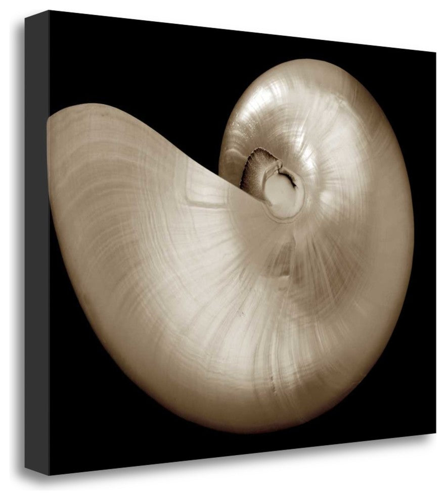 "Ocean Keepsake I" By Charles Britt, Giclee Print on Gallery Wrap Canvas