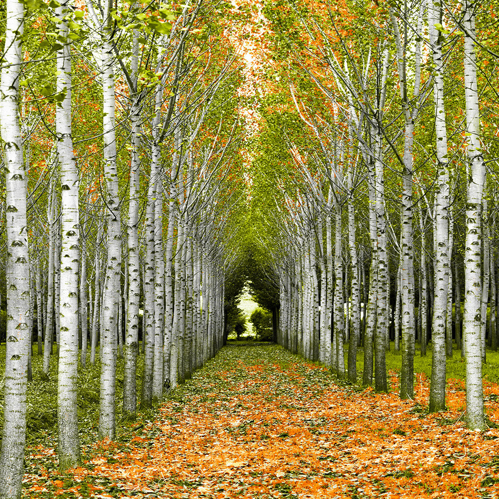 "Into the Woods, Two" Canvas, 36"x36"