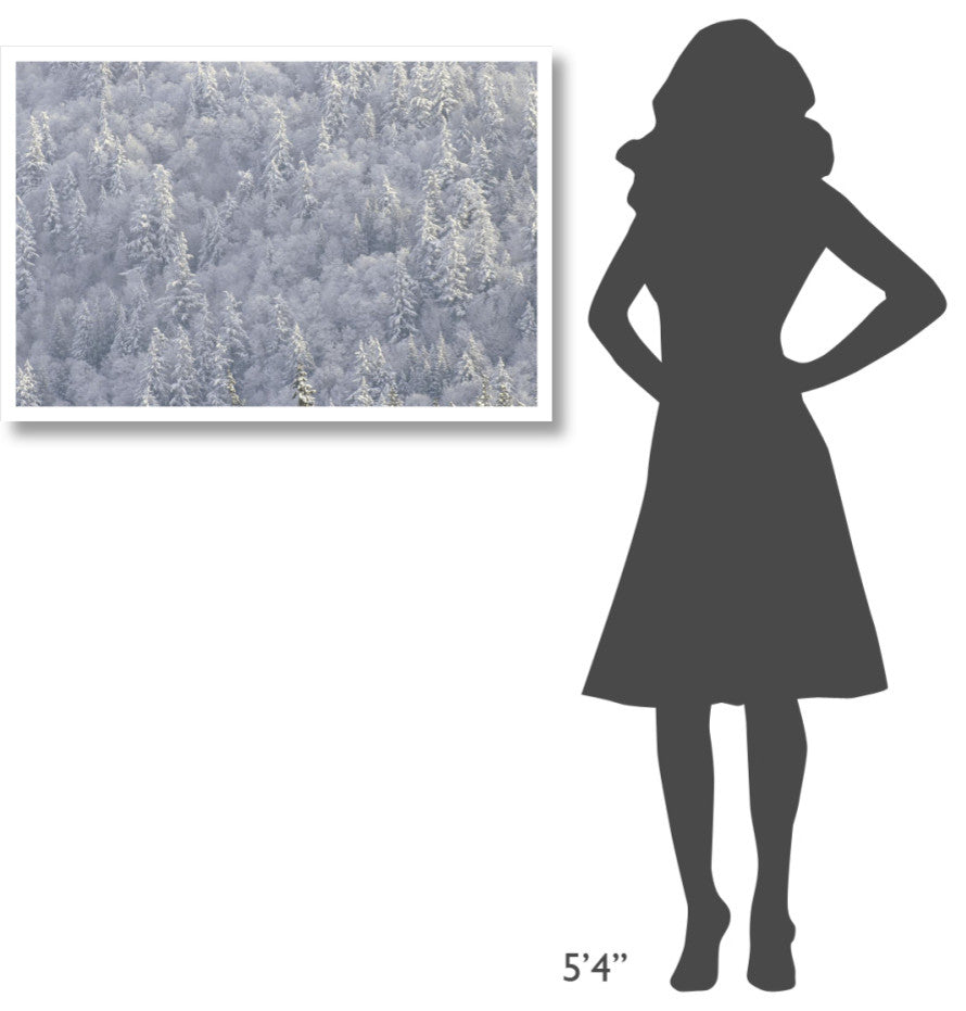 "Winter forest, British Columbia" Digital Paper Print by Tim Fitzharris, 38"x26"