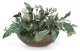 Olive with Greenery in Bronze Vase
