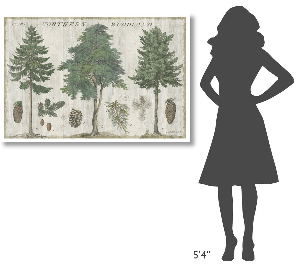 "Woodland Chart I" Digital Paper Print by Sue Schlabach, 50"x34"