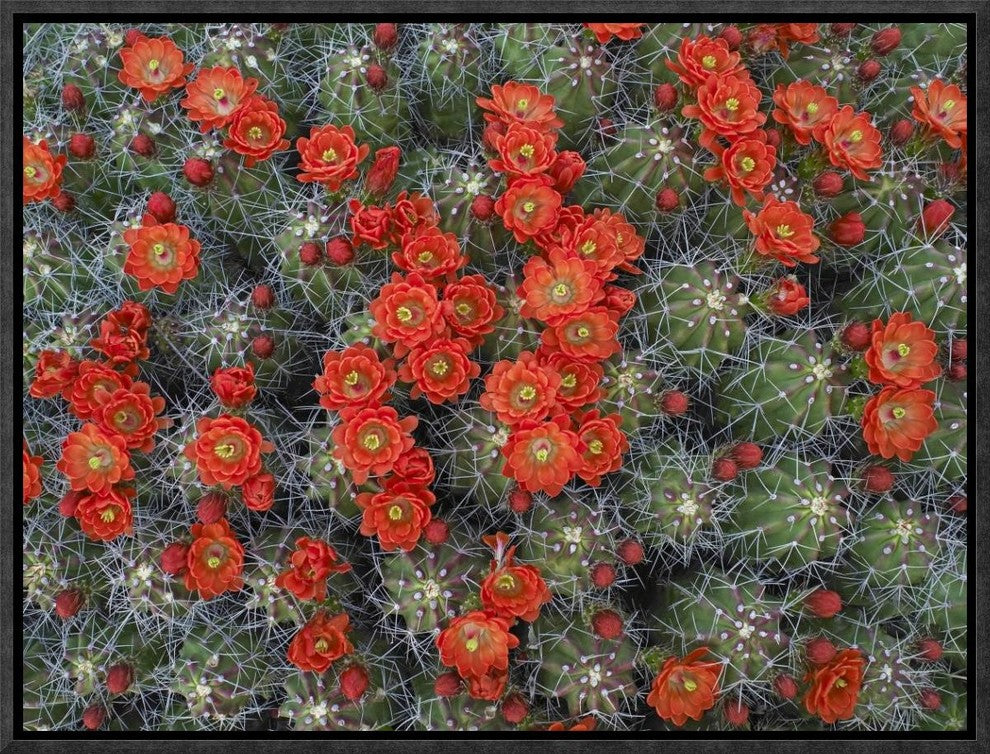 Claret Cup Cactus Detail Of Flowers In Bloom, North America, 16"x12"