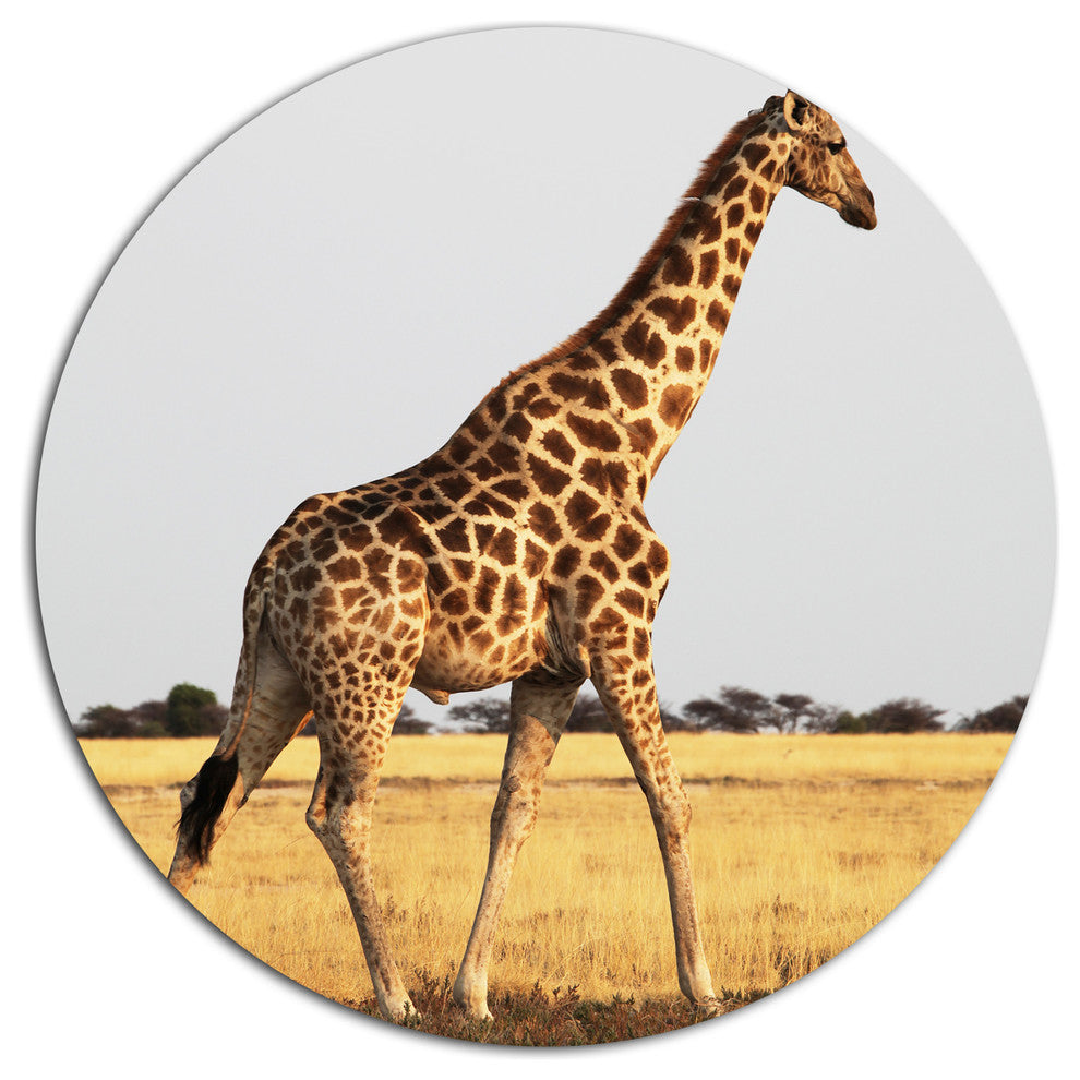 Single Giraffe In Africa Walking, African Disc Metal Wall Art, 23"