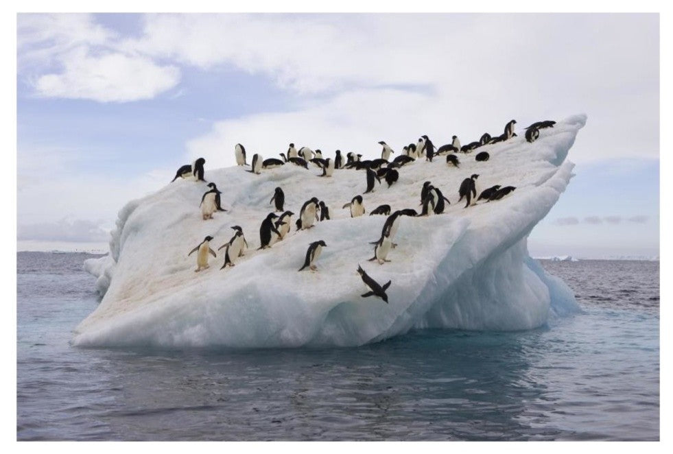 "Adelie Penguin flock on iceberg near Paulet Island" Paper Art, 32"x22"