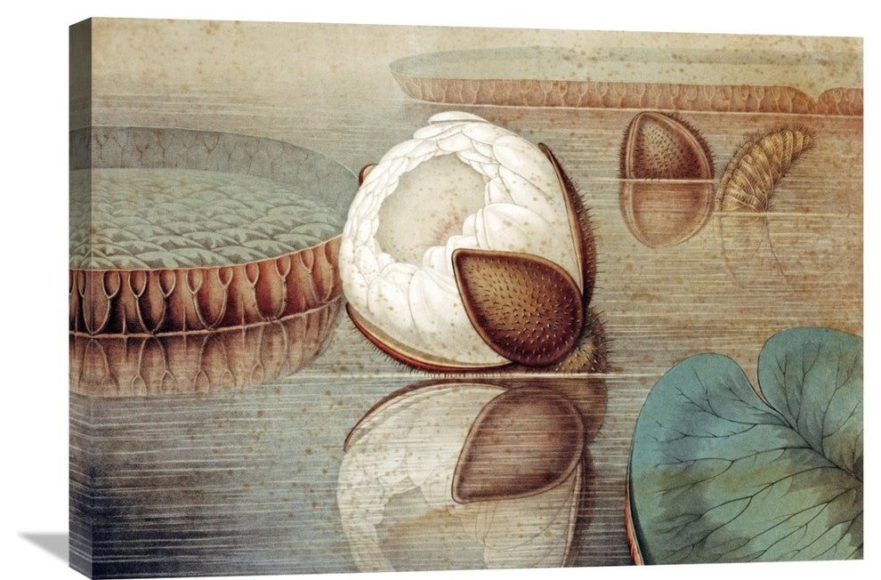 "The Great Water Lily of America" Artwork, 30" x 21"