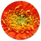 Beautiful Gerbera Flower In Brig, Modern Floral Disc Metal Artwork, 23"