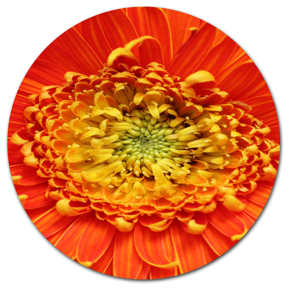 Beautiful Gerbera Flower In Brig, Modern Floral Disc Metal Artwork, 23"