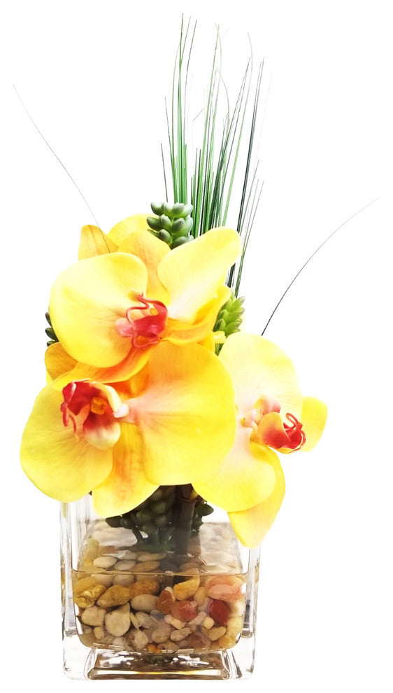 Phalaenopsis Orchid With Succulents in 4" Cube Vase, Yellow
