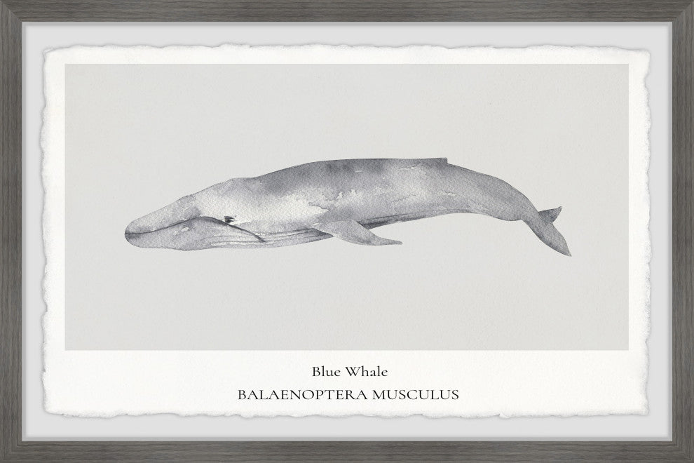 "Balaenoptera Musculus" Framed Painting Print, 24x16