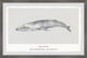 "Balaenoptera Musculus" Framed Painting Print, 24x16